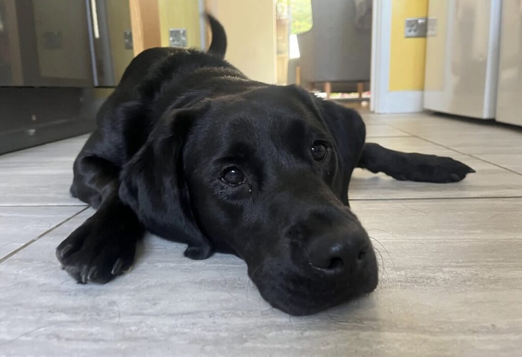 Labrador lying down