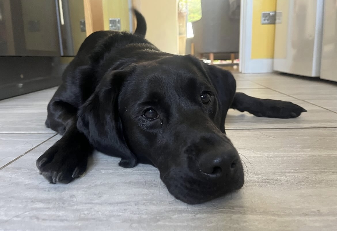 Dog