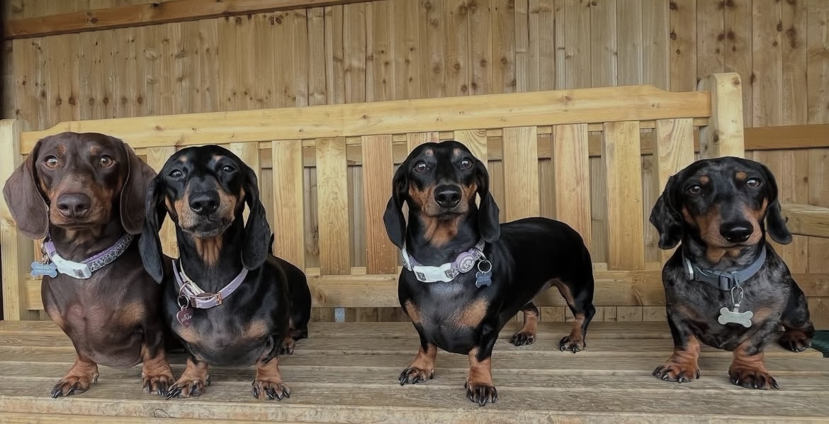 Four ittle dachshunds.