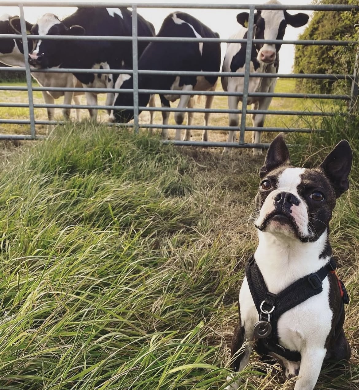 Dog sitting down in front of cows