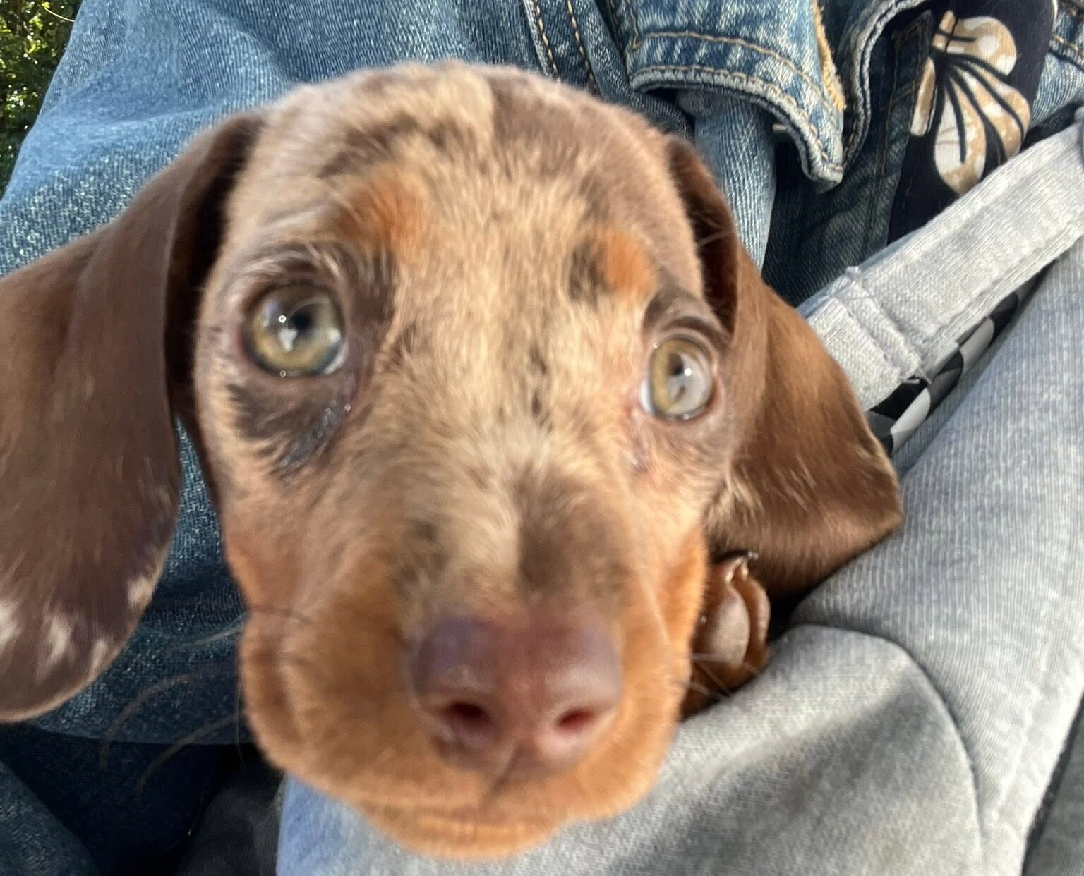 puppy