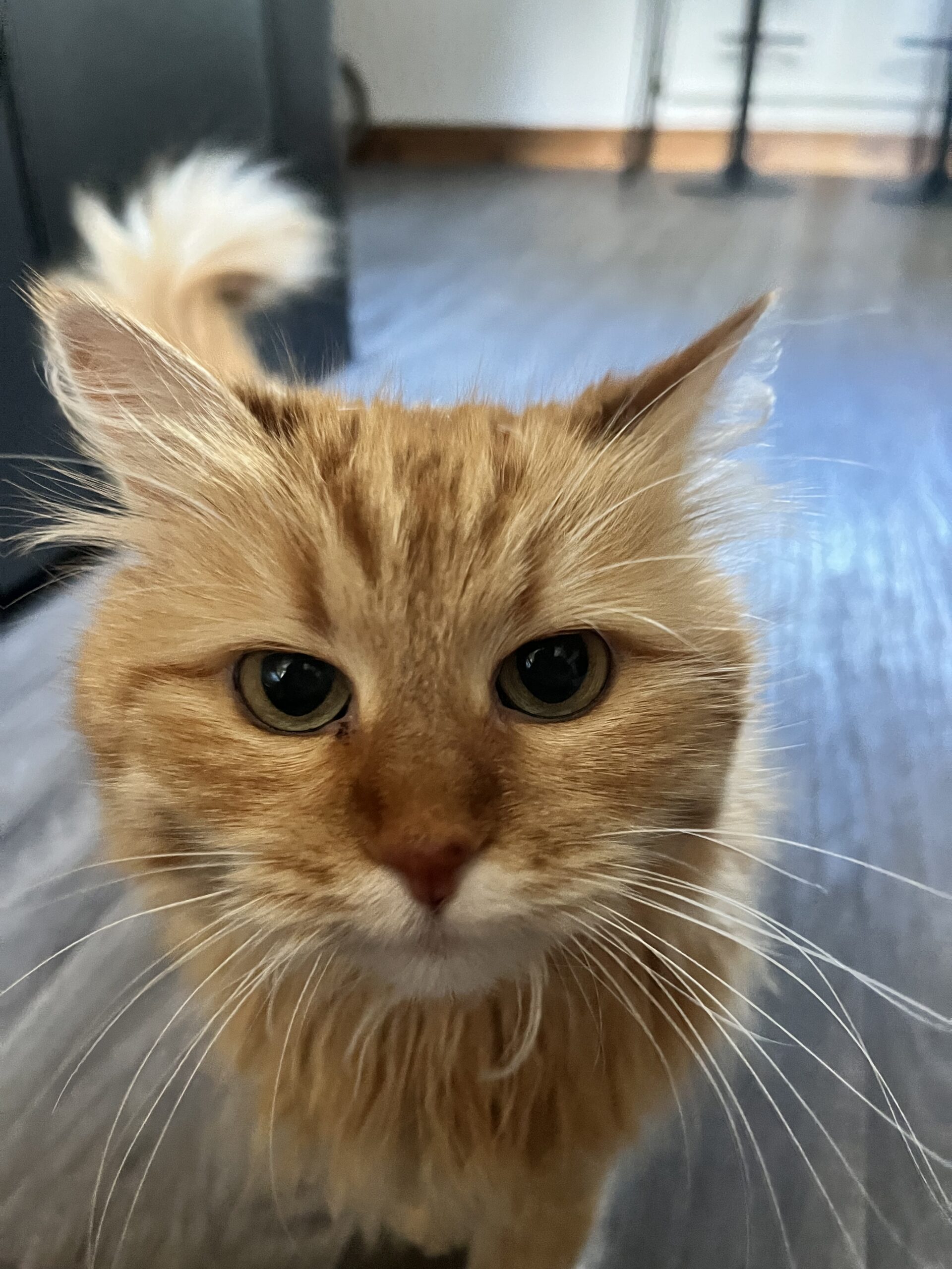 cat
